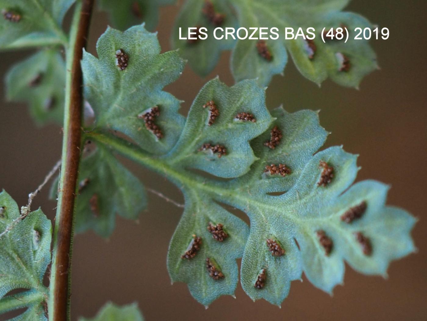 Spleenwort, Lanceolate flower